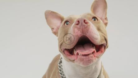 一只棕色的斗牛犬张开嘴喘着粗气[免费商用]