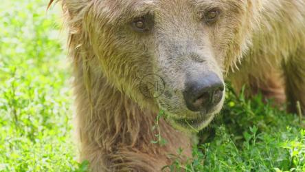 阿拉斯加大型灰熊吃森林杂草[]