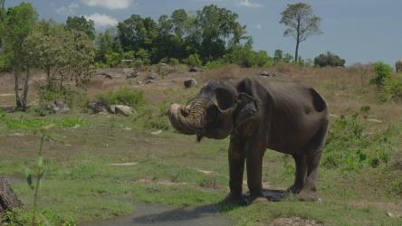 大象被鼻子弄湿了[免费商用]