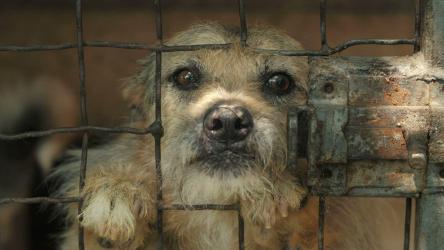 狗在笼子后面要求抚摸[]