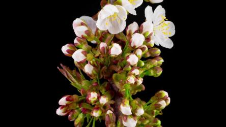 白杏花绽放时间流逝[]