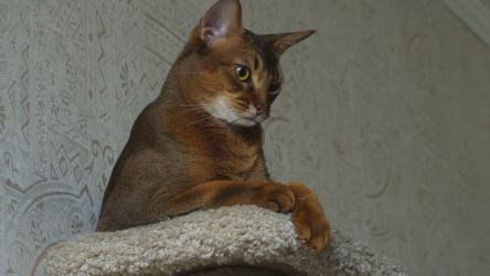 可爱的猫在客厅[4K]