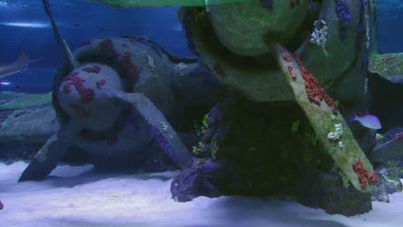 鲨鱼在海底游泳[]