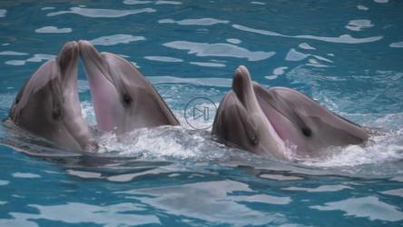 海豚在表演中跳舞[]