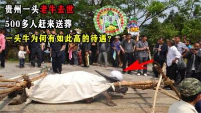 贵州一头老牛去世，500多人赶来送葬，一头牛为何有如此高待遇？