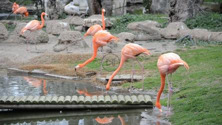 火烈鸟在池塘里喝水[]