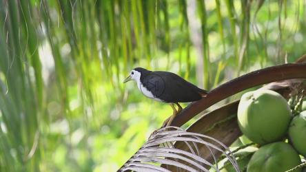 果树上的水鸡[]