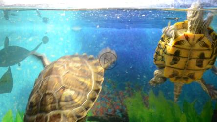 车间水箱里的海龟[]