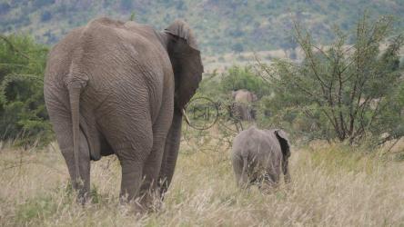 高高的草丛中的大象[4K]