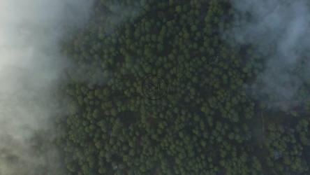 俯瞰覆盖着大片森林的云层[免费商用]