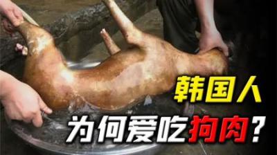 韩国一年吃200万只狗，爱狗人士束手无策，为何韩国人爱吃狗肉？