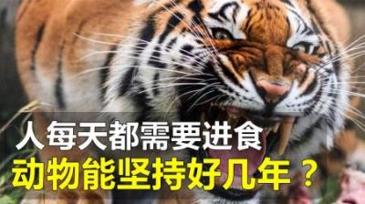 为何人需要每天进食，而许多动物吃一餐，就能坚持几年不被饿死？