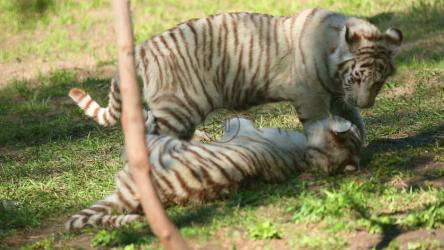 在草地上玩耍的白虎幼崽[]