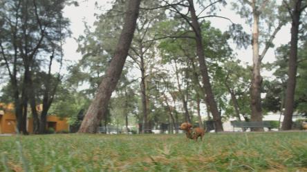 腊肠犬穿过公园寻找主人[4K免费商用]