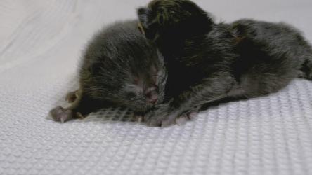 两只刚出生的黑猫[4K]