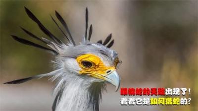 颜值和实力并存的非洲猛禽，能一脚踩爆蛇头，吃毒蛇如同嚼辣条