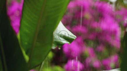 大雨落在野花上[]