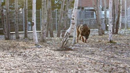 军犬​​在森林里嗅[]