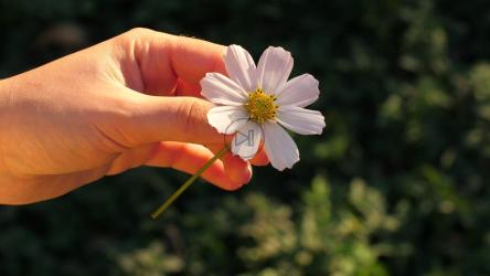 从洋甘菊花上摘花瓣的人[]