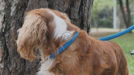 大自然中的棕色小狗[4K免费商用]