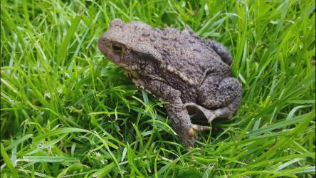 蟾蜍在草地上休息[4K]