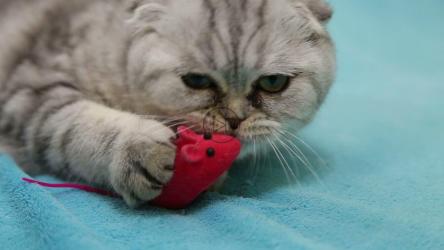 猫在蓝色垫子上玩红色老鼠玩具[]