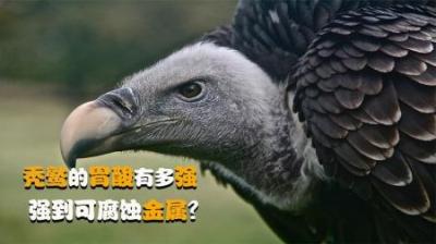 “腐肉之王”秃鹫，胃酸强到可腐蚀金属，虽百毒不侵但也难逃灭绝