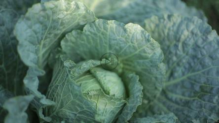 卷心菜的质地，特写[]