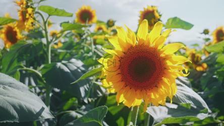 微风中的向日葵[]