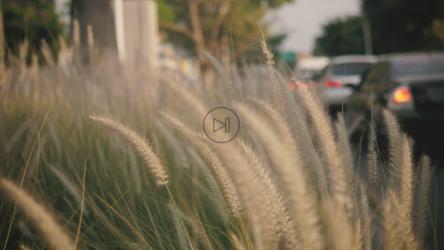 高高的草在微风中摇曳[免费商用]