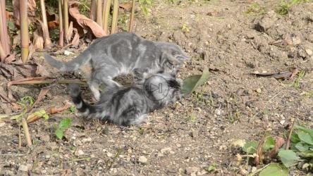 小猫在玩树叶[]