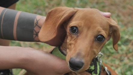 腊肠犬，双手抚摩[4K免费商用]