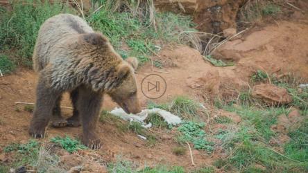 年轻的棕熊穿过田野[免费商用]