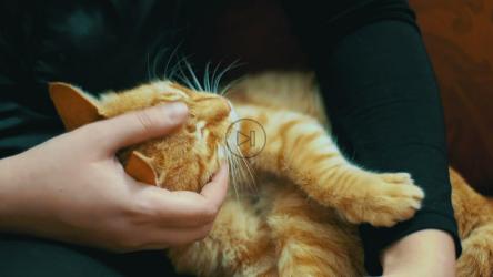 温柔地抚摸着一只猫[4K]