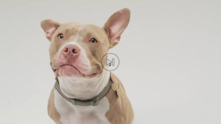 一只棕色的斗牛犬气喘吁吁[免费商用]