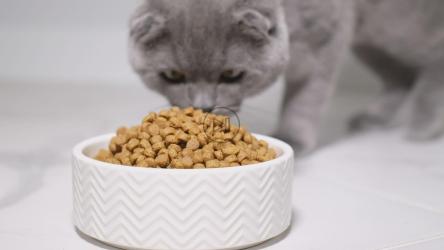 灰猫走近他的菜盘吃东西[]