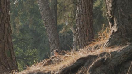 健身女孩在森林中奔跑[免费商用]