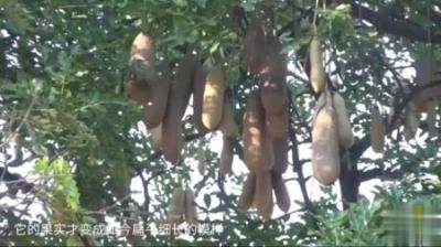 被称为“生命树”的香肠树，种一棵能养三代人，能不能引进我国？