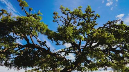 稀树草原上巨大的摩洛哥坚果树[免费商用]