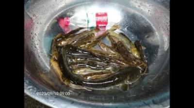 鲢鱼最大能长到多少斤？农村人常说鲢鱼越大越好吃，这是真的吗？