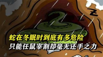 蛇冬眠时只能“任鼠宰割”，毫无还手之力？那为何蛇还要冬眠呢？