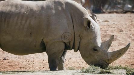 犀牛在狩猎中觅食[]