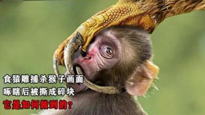 罕见！食猿雕捕杀猴子画面，啄瞎后被撕成碎块，它是如何做到的？