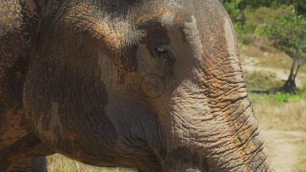 嘴里叼着东西的大象[免费商用]