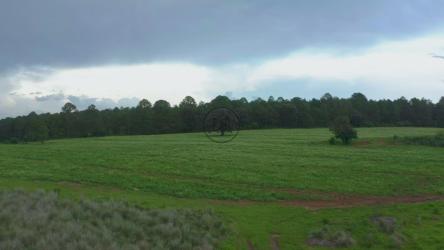 空中游览大森林中的草地[4K免费商用]