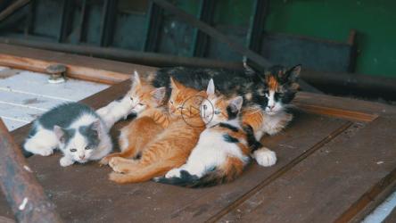 木门上无家可归的猫[4K]