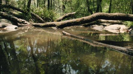 森林中央风景如画的小池塘和倒下的树木[免费商用]