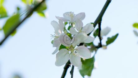 蜜蜂降落在一朵白花上[4K]