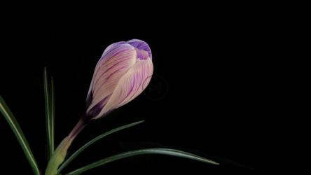 紫色的花朵慢慢绽放[4K]