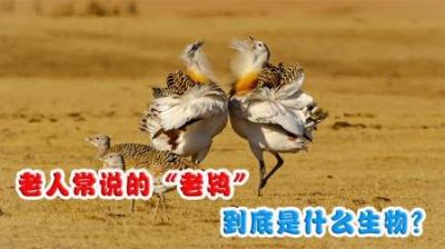 老人常说的“老鸨”，真的是“万鸟之妻”吗？它到底是什么生物？